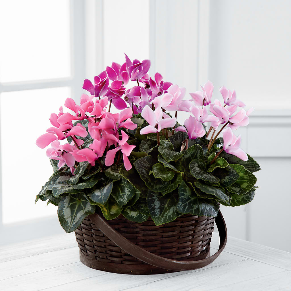 Mixed Cyclamen Planter – Rainbow Floral, Lacey WA