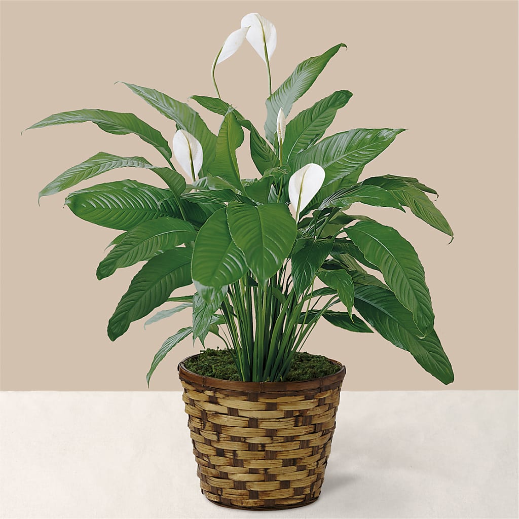 Tranquil Moments Peace Lily Plant – Rainbow Floral, Lacey WA