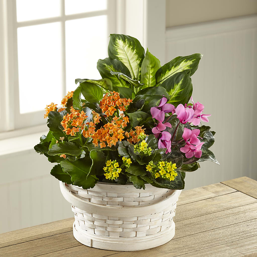 Color Crush Dishgarden – Rainbow Floral, Lacey WA