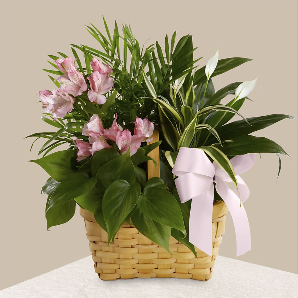 Living Spirit Dishgarden – Rainbow Floral, Lacey WA