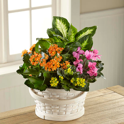 Color Crush Dishgarden –  Rainbow Floral, Lacey WA
