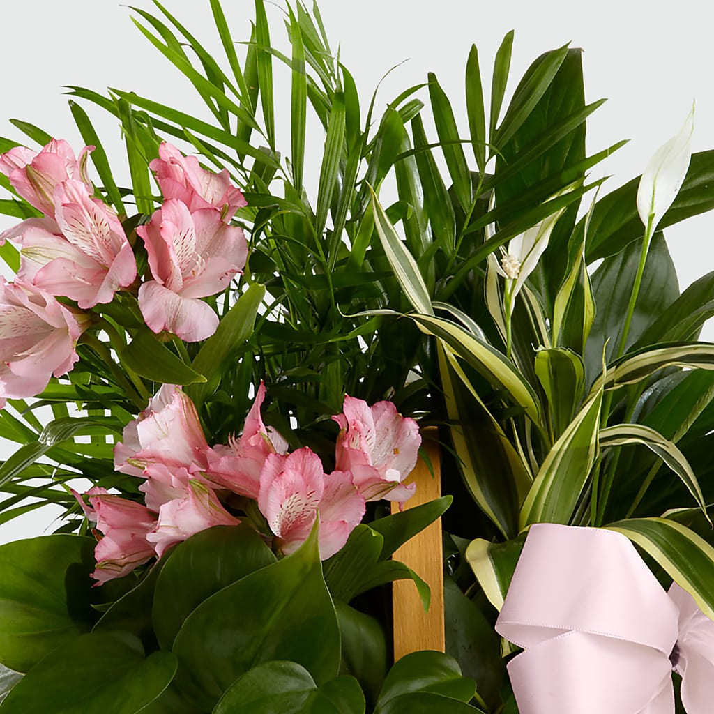 Living Spirit Dishgarden –  Rainbow Floral, Lacey WA