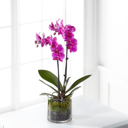 Pink Orchid Plant –  Rainbow Floral, Lacey WA